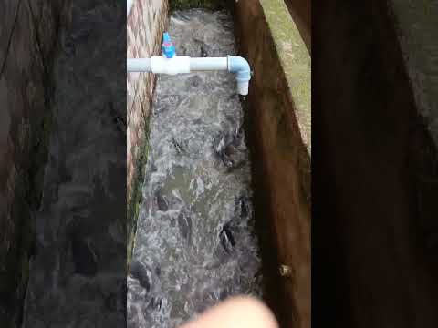Feeding 235  smokable catfish inhabiting our slim fish pond