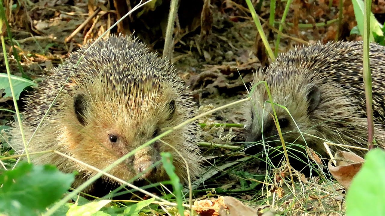 Ježek západní, European hedgehog, Braunbrustigel, Erinaceus europaeus ...