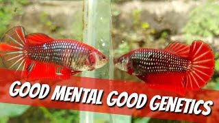 Female HMPK Red Copper (HD VIDEO)