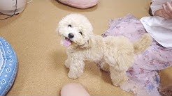 Toy Poodle Kotaro Youtube Toy Poodle Kotaro Youtube