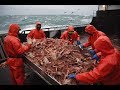 Самая опасная профессия - Промысел краба / The most dangerous  profession - Crab fishery