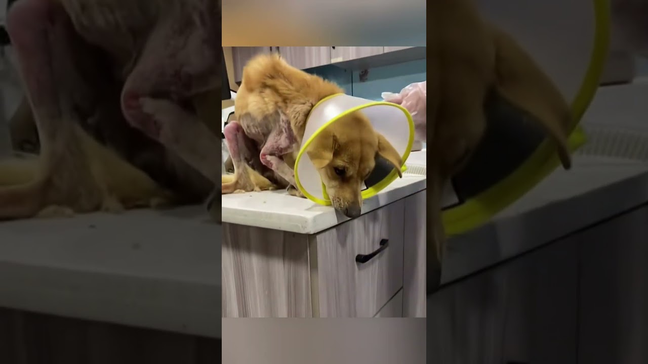 Rescuing a poor little dog and then... #coloringapp #coloring #cute #lifeisbutadream #arttherapy