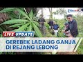 Ladang ganja 1 h di rejang lebong bengkulu digerebek polisi pemilik kabur tinggalkan anak istri