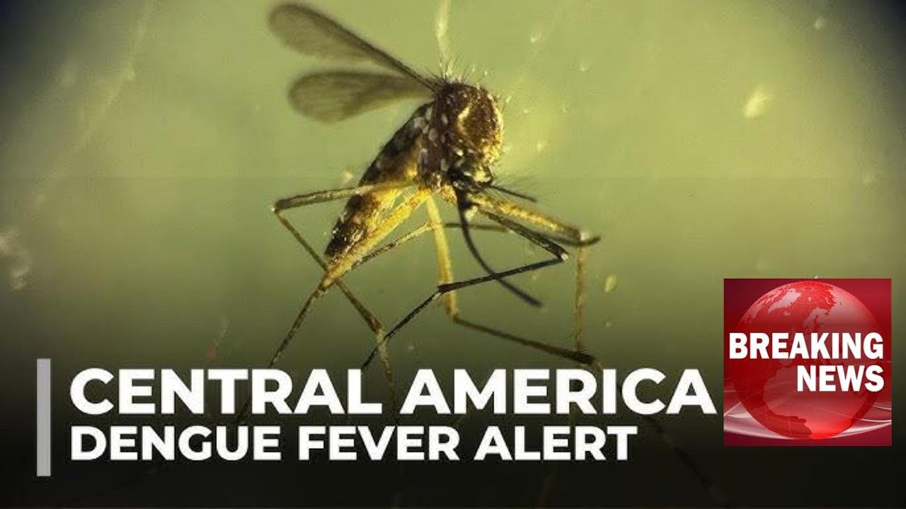 Dengue Fever Pandemic Alert: What Travelers Need To Know! - YouTube
