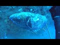 Deep Spearfishing With The World Champion George Vasiliou