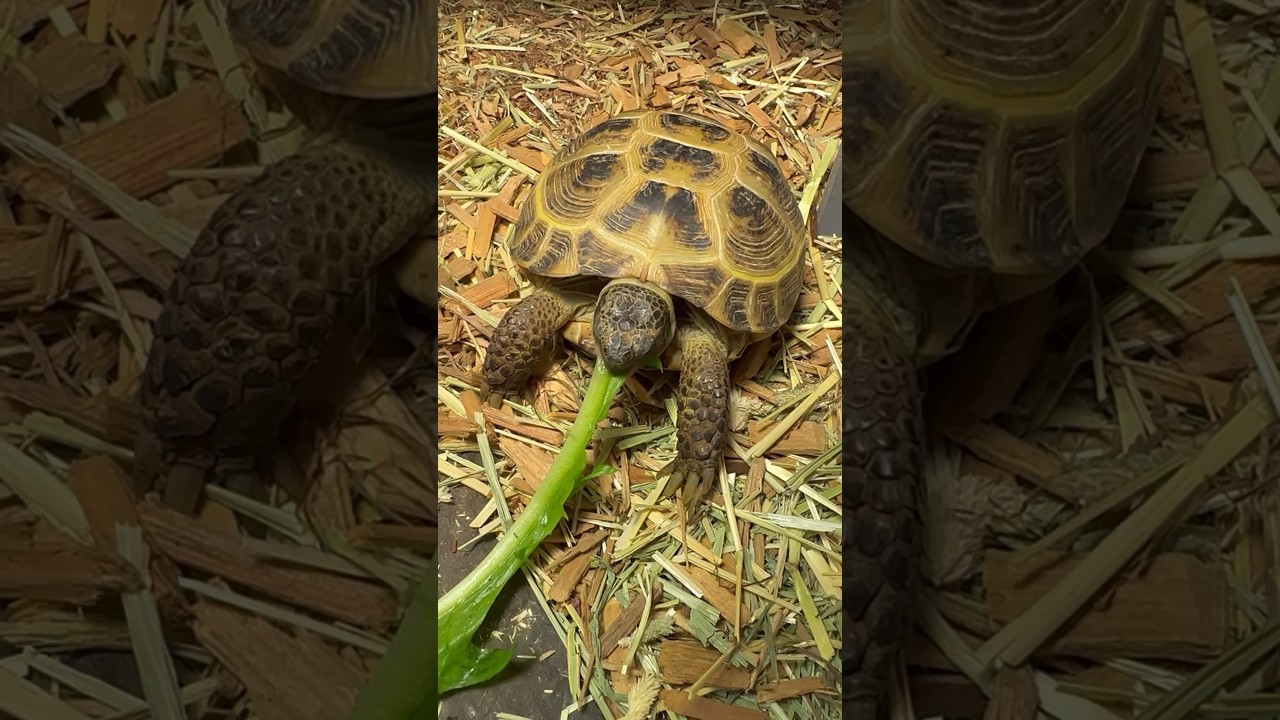 Crunchy stem! 🐢 #russiantortoise #reptiles #tortoise #cute #asmr #