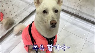 강아지한테 집에 도착하자마자 목욕하자 했더니... ㅣ 진돗개