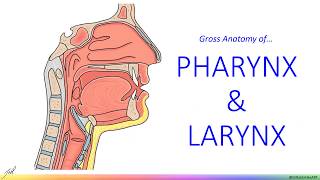 Pharynx & Larynx  Gross Anatomy