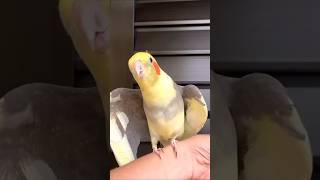 Budgies Lovebird Cocktail 🥰 #talkingparot #birds #lovebird #parrot #cockatiel #funny #shorts #pets