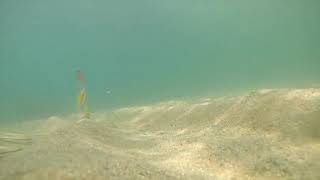 ジグパラスピン