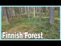 Finnish forest   eleksa finoy