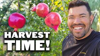 Mive Pomegranate Harvest