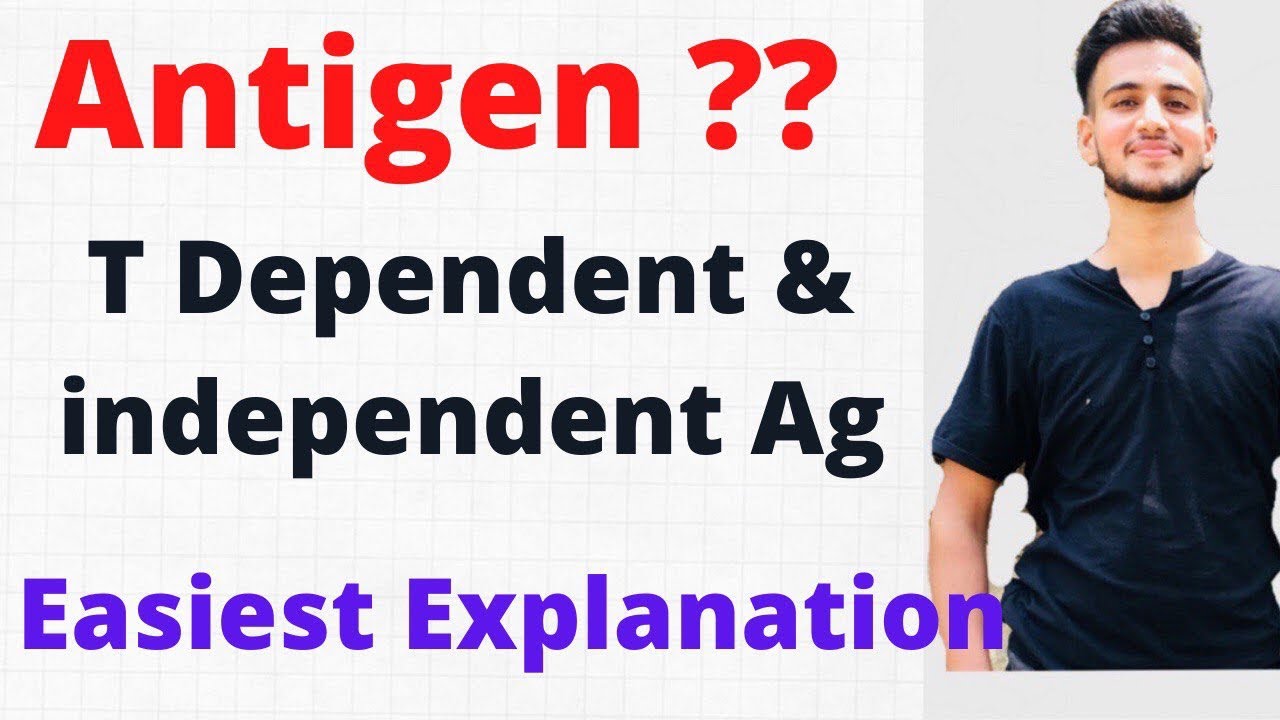 Antigens Immunology / T dependent and independent antigen YouTube