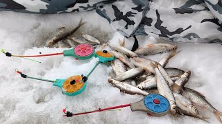 Бомбическая РЫБАЛКА со льда. Раскрыл секрет, показал самую уловистую МОРМЫШКУ на ельца! #рыбалка