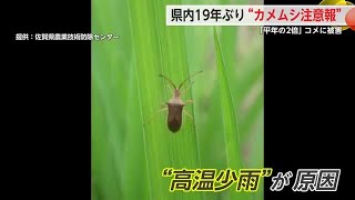 19年ぶり“カメムシ注意報”発表 「平年の2倍」コメに被害【佐賀県】 (25