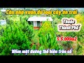 Bán Căn nhà vườn đủ cây ăn trái thuộc thành phố gia nghĩa .cắt lỗ thê thảm ôm thông đường thông đẹp