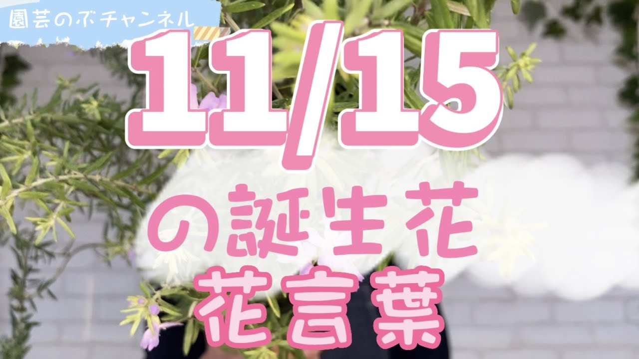 11 15の誕生花と花言葉 園芸のぶチャンネル １１月 １５日 ガーデニング 雑学 トリビア ローズマリー Youtube