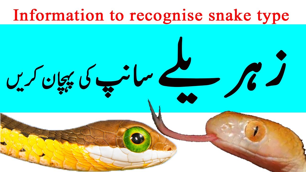 Identification Of Poisonous And Nonpoisonous Snakes In Urdu Hindi YouTube identification-of-poisonous-and-nonpoisonous-snakes-in-urdu-hindi-youtube