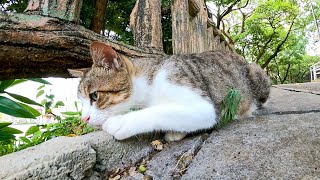 野良猫「ナデナデよりも今は虫だニャン」