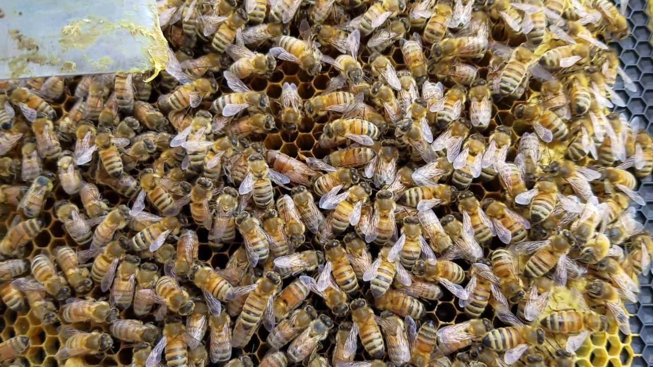 Finding Queen Bee YouTube