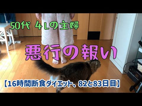 【ダイエット２日分】我慢できない/子猫はんぞうが我が家に来た日、猫じゃらし発見/16時間断食ダイエット82と83日目/猫と体重測定396と397日目