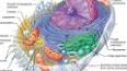 Su Hücresel Organellerin İşlevselliği ile ilgili video