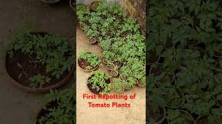 First Repotting of Tomato plants