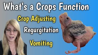 Everything You Need to Know About Your Birds Crop From Functions to Issues and Care by Love of Pets 510 views 1 month ago 8 minutes, 3 seconds