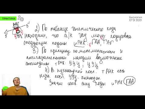 Биология ЕГЭ - Задание 27. Практика в прямом эфире