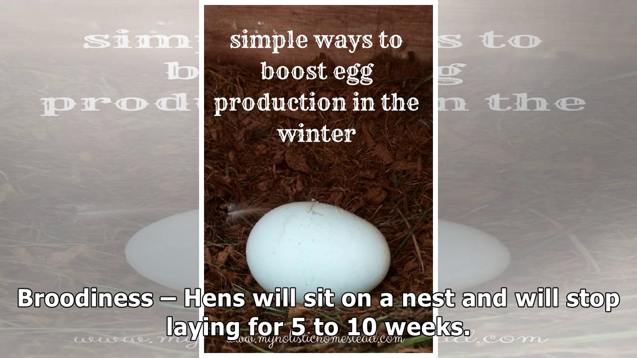 Why Have My Hens Stopped Laying? YouTube