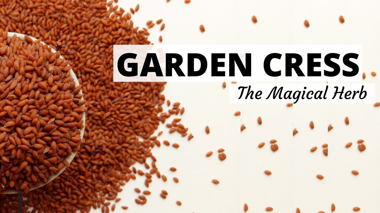 Garden cress: small seed with big benefits - Complete Wellbeing