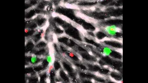 Che cos'è l'organismo in scienze?