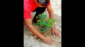 Save trees save earth #shorts #shortfeed #ytshorts #youtubeshorts #savetheworld #tree