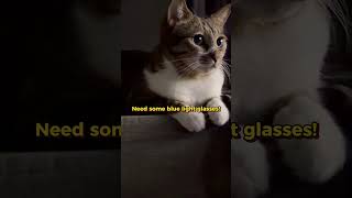 TV Addict：Level MAX.📺 #catlogic