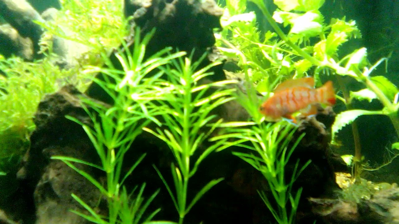 Scarlet Badis Breeding...Hard to get some alone time