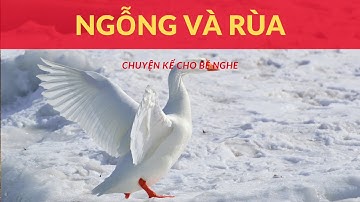 Câu chuyện Ngỗng Và Rùa | Chuyện Kể Cho Bé Nghe