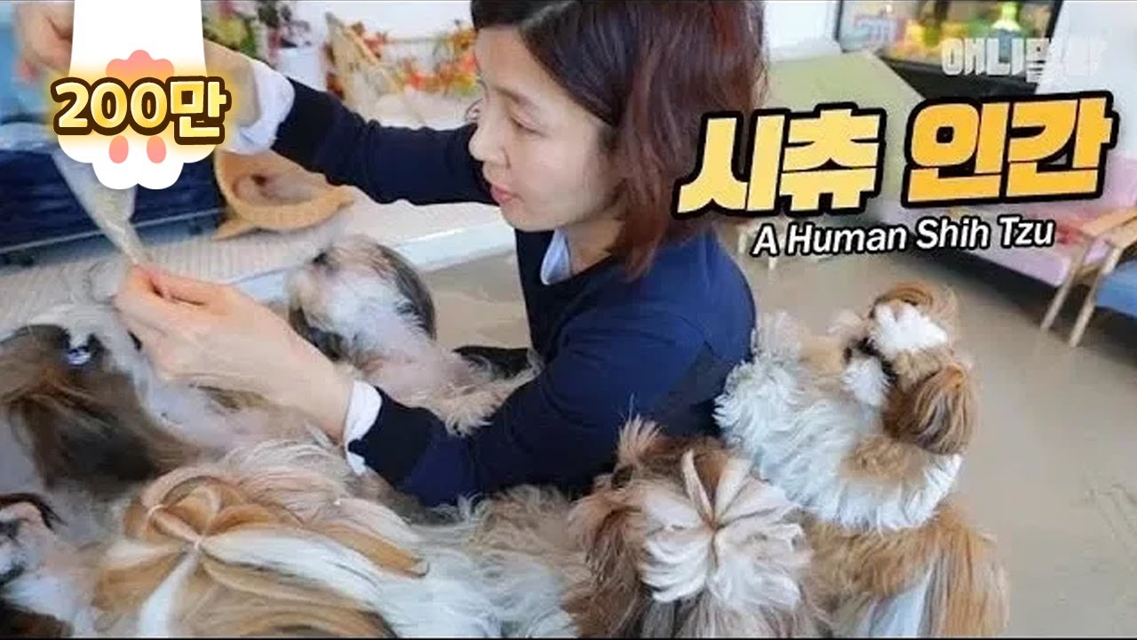 Are Shih Tzus Chinese Or Japanese?