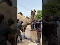 Heavy Weight Camel Qurbani 2025 Shorts Shortvideo Shortsfeed Qurbani2025 Heavy Weight Camel Qurbani 2025 Shorts Shortvideo Shortsfeed Qurbani2025