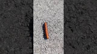 Fritillary Caterpillar