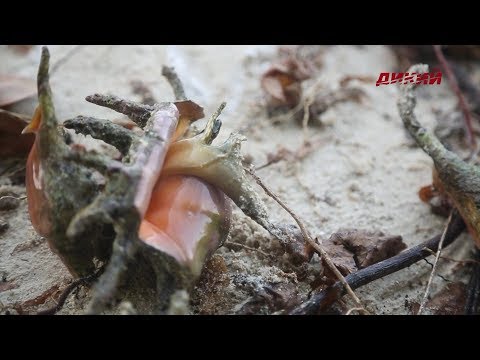 Дикие Мальдивы. Эпизод 5.