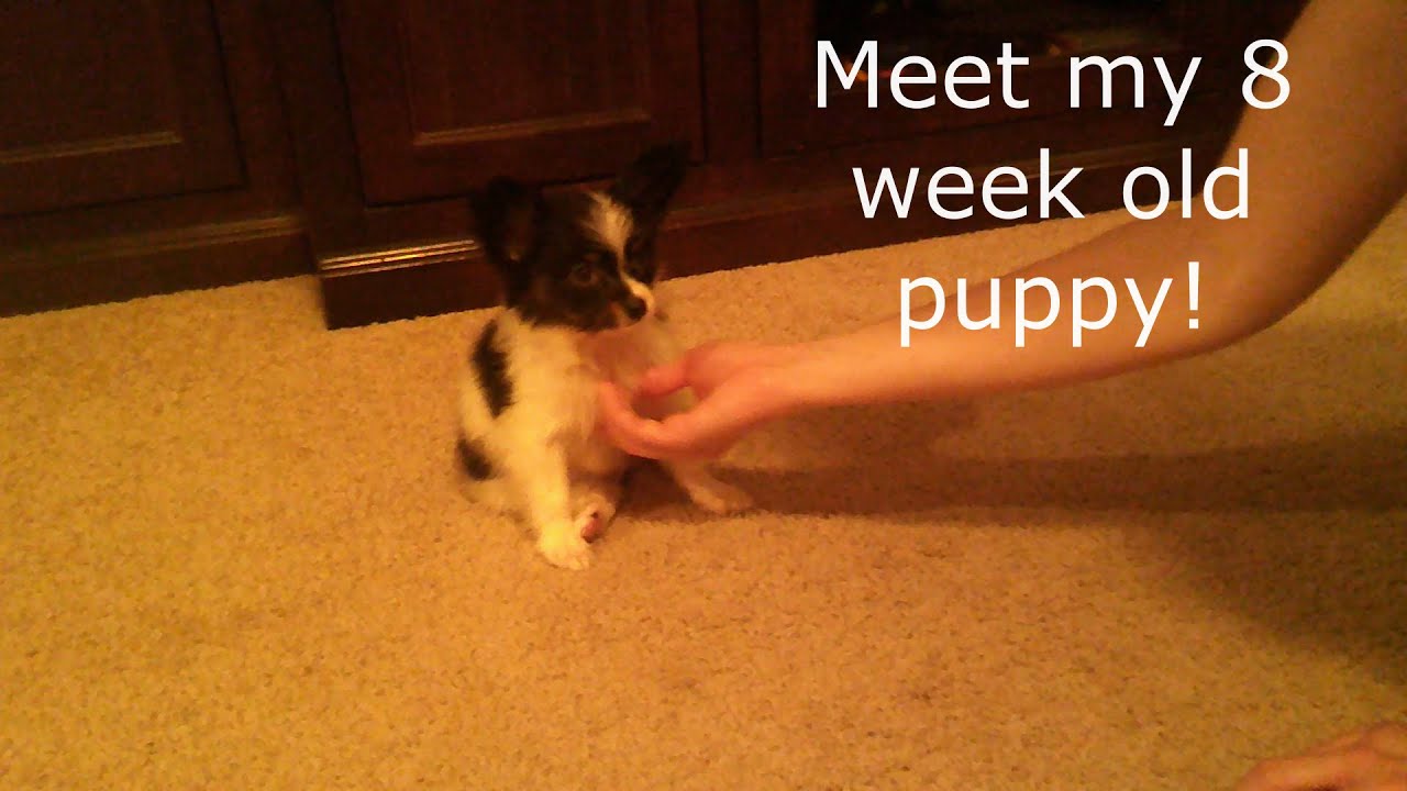 Bringing Home Our 8 Week Old Papillon Puppy!