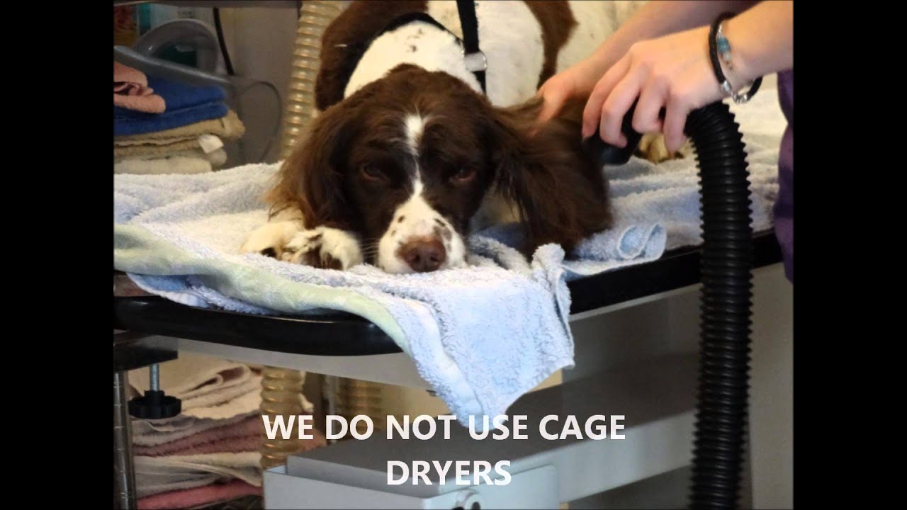 Professional Dog Grooming at Bonnie Dogs YouTube