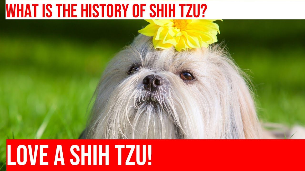 How to Train Your Shih Tzu: Tips for a Happy Dog
