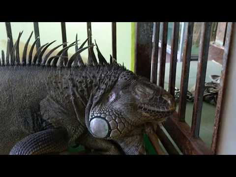 Cự Đà Nam Mỹ - Rồng Nam Mỹ | Iguana pets
