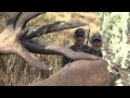 Terry's New Zealand Hunt