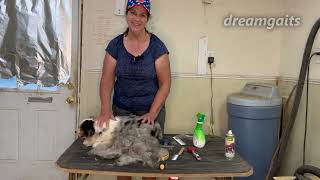 Heavy Shedding Toy Australian Shepherd how to deshed a dog that is blowing coat