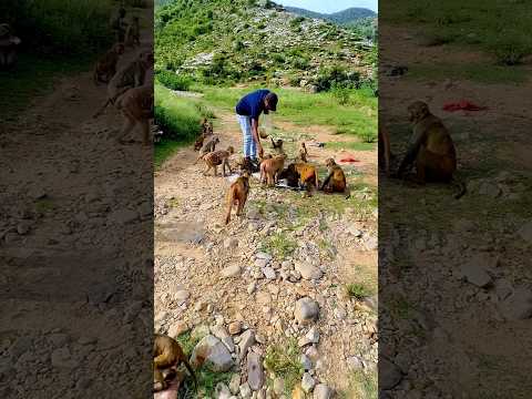 जय श्री राम #viral #youtubeshorts #trending #monkey #shreeram #bajrangbali