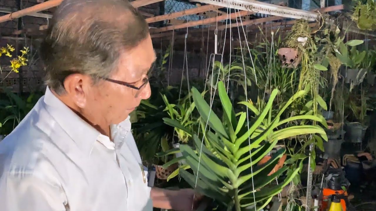 Thầy Tám Ngọc Hướng Dẫn Kích Lan NGỌC ĐIỂM - DENDRO Ra Hoa Đúng Tết