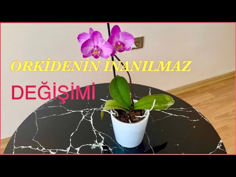 ORKİDE ÇİÇEK AÇTIRMA?