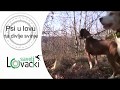 Psi u lovu na divlje svinje - Lovački saveti